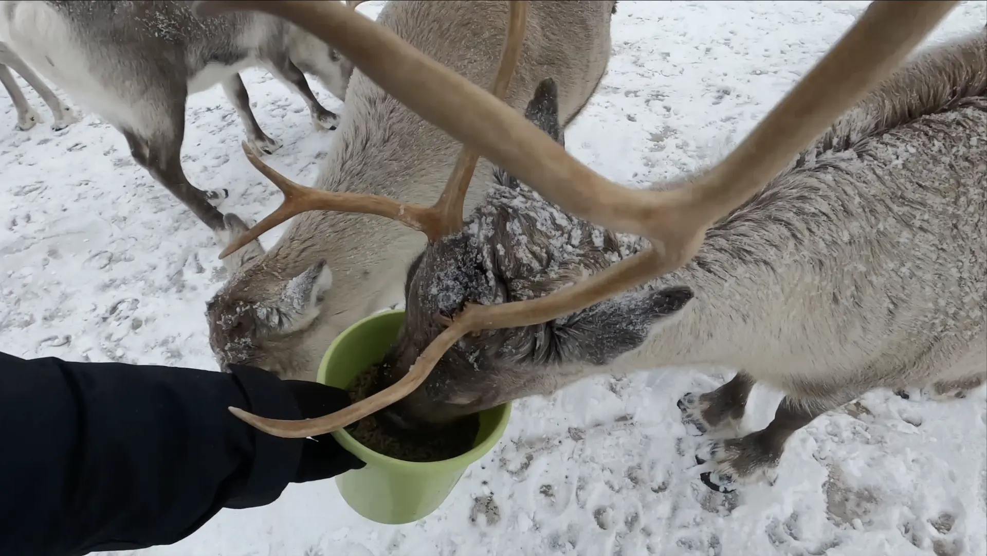 Sami Culture and Reindeer Experience